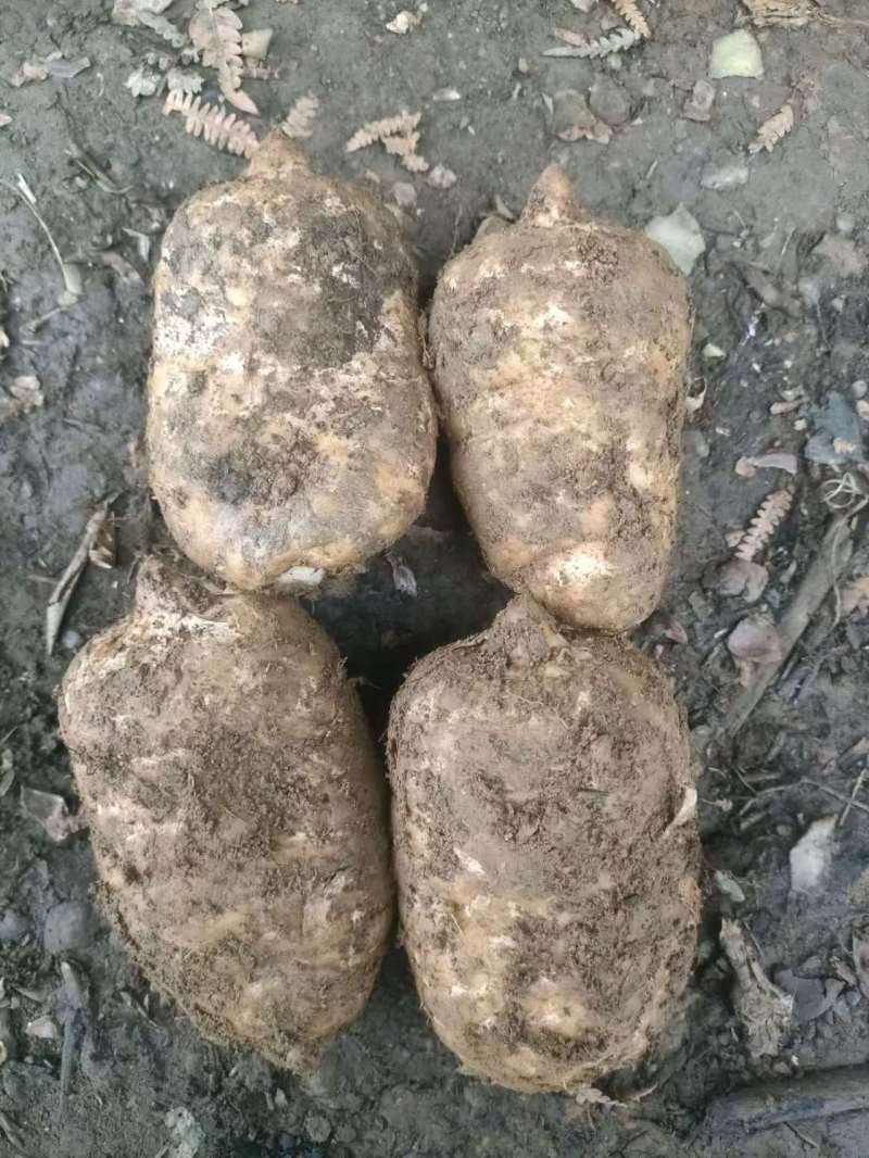 彝良小草坝天麻:守护一方净土的地道药材